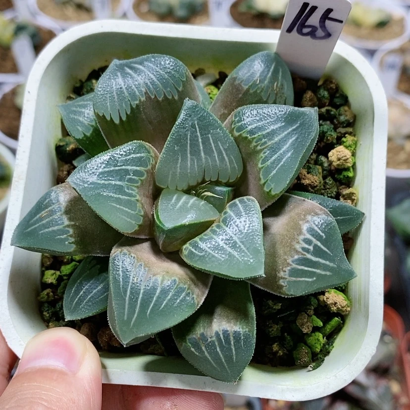 【闪购商品】165实生