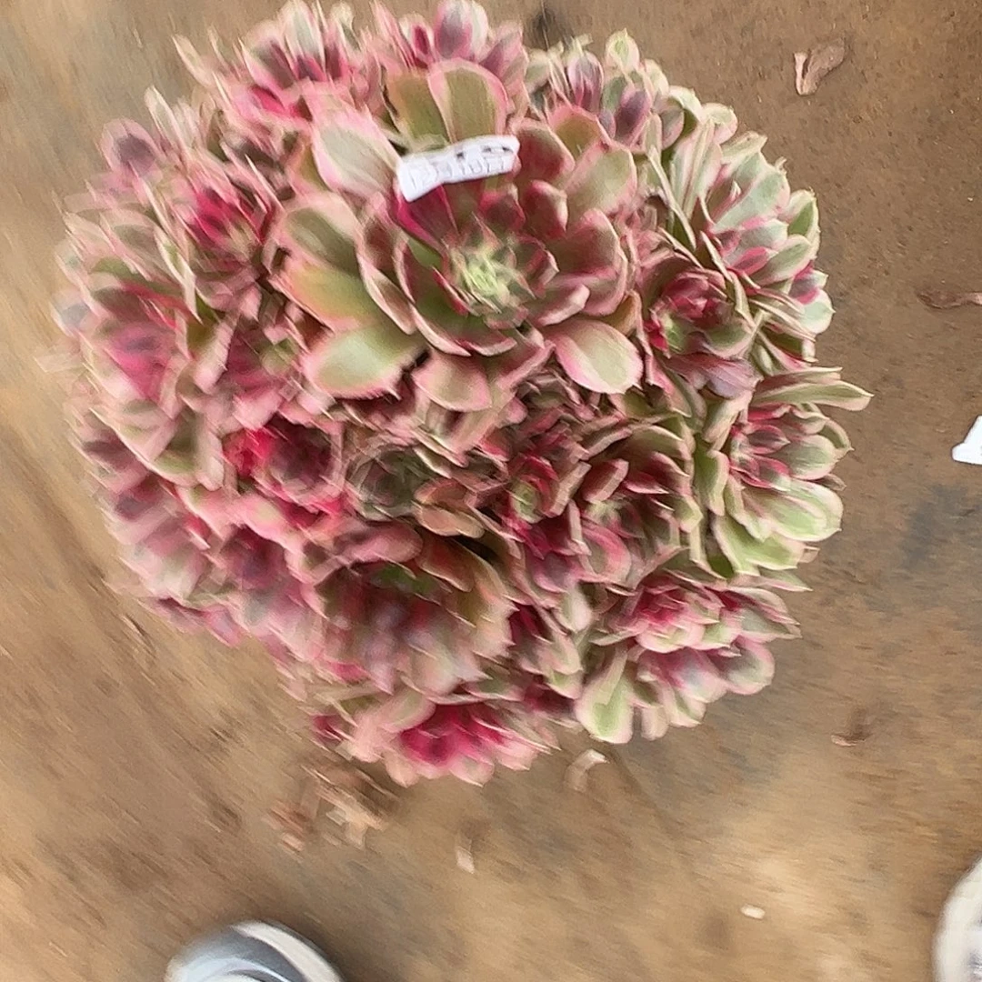 12.10-19男神多肉植物