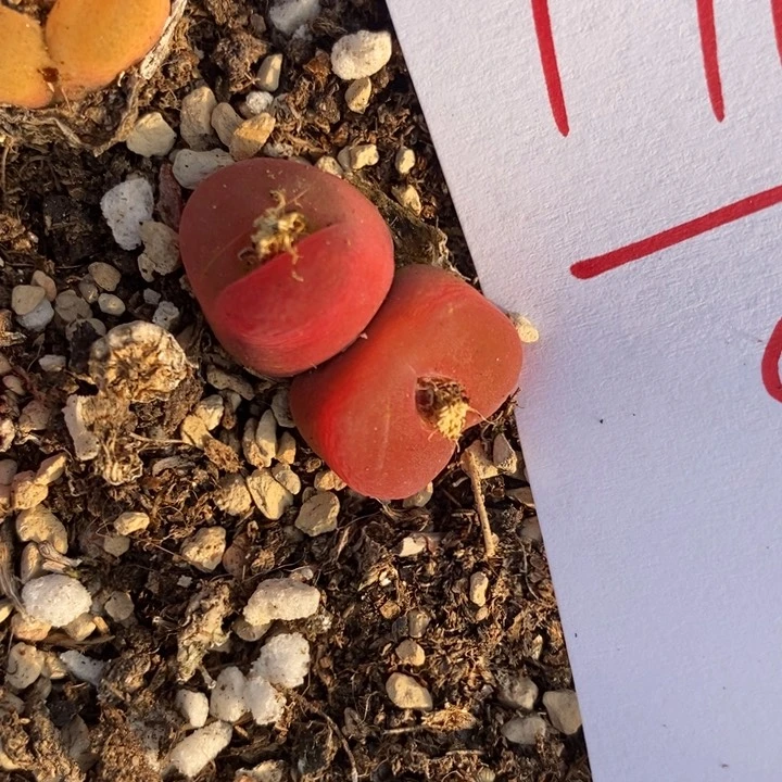 17100一颗一颗一颗