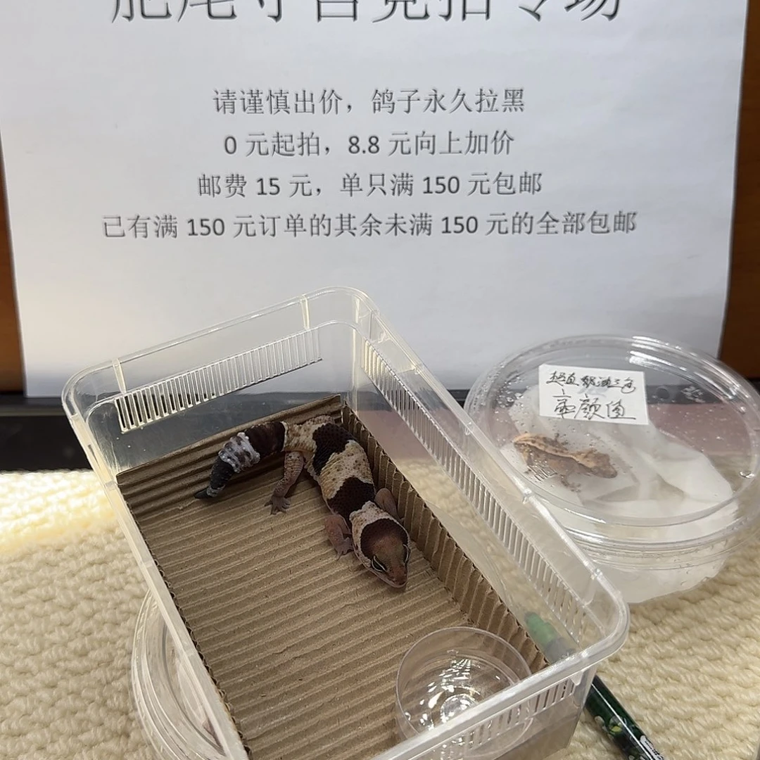 肥尾守宫奶牛 妹妹