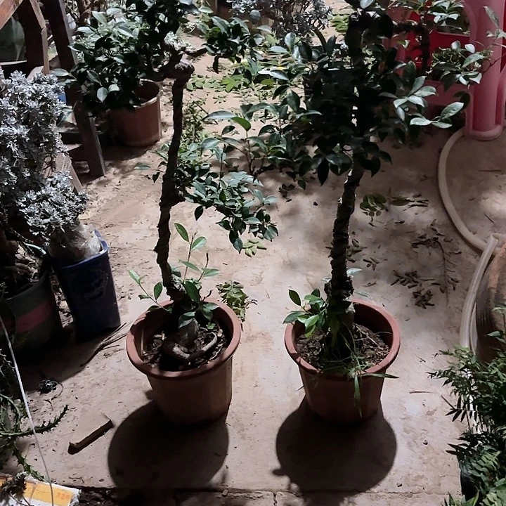 唯***港无花朵哈哈哈哈哈