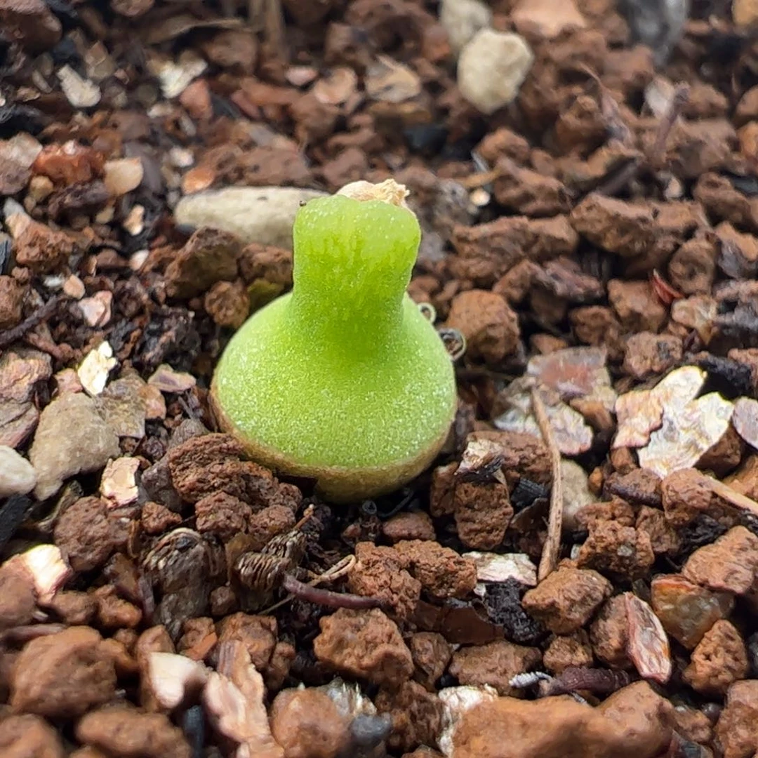 451多肉植物百科