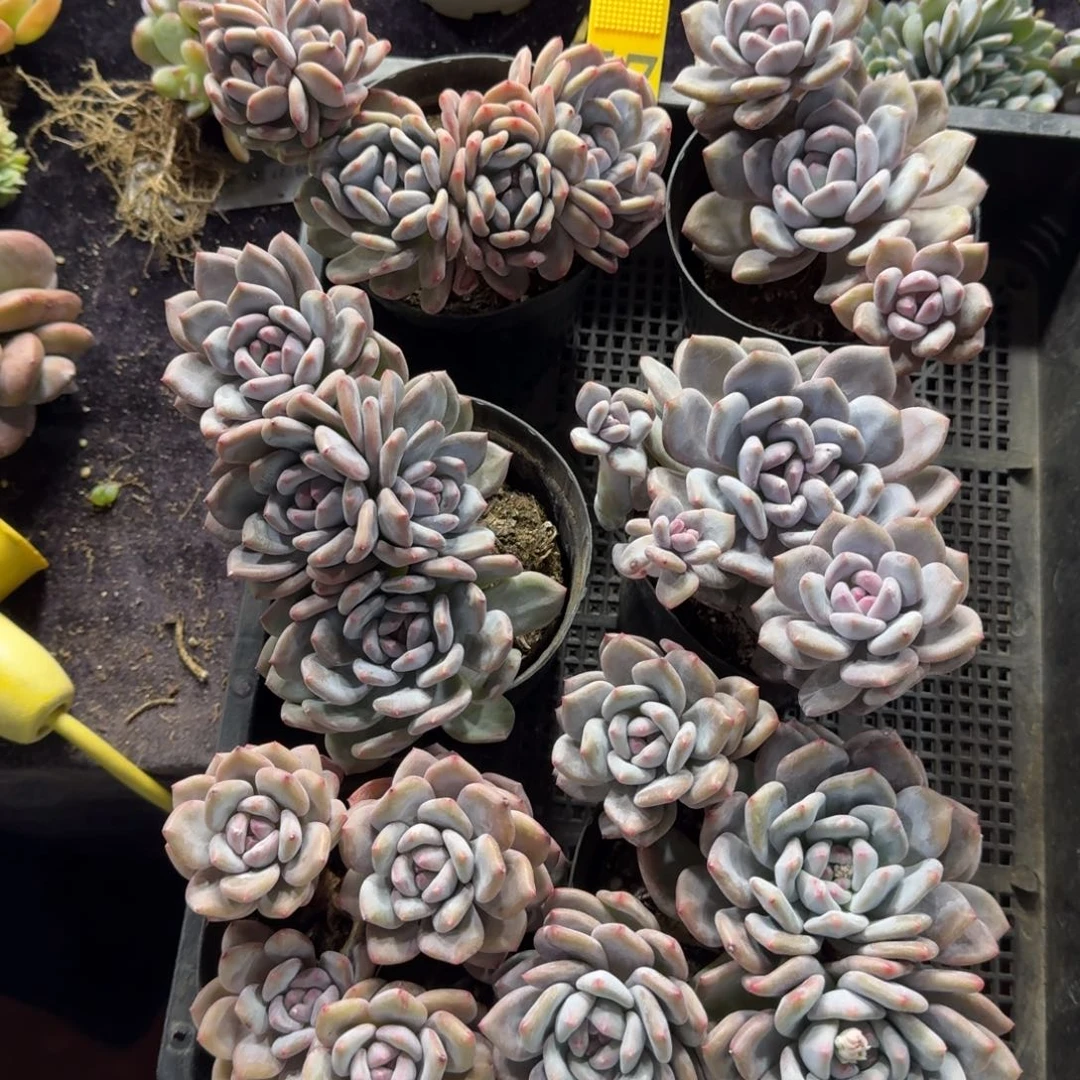 香橙6颗带盆发一物一拍57号