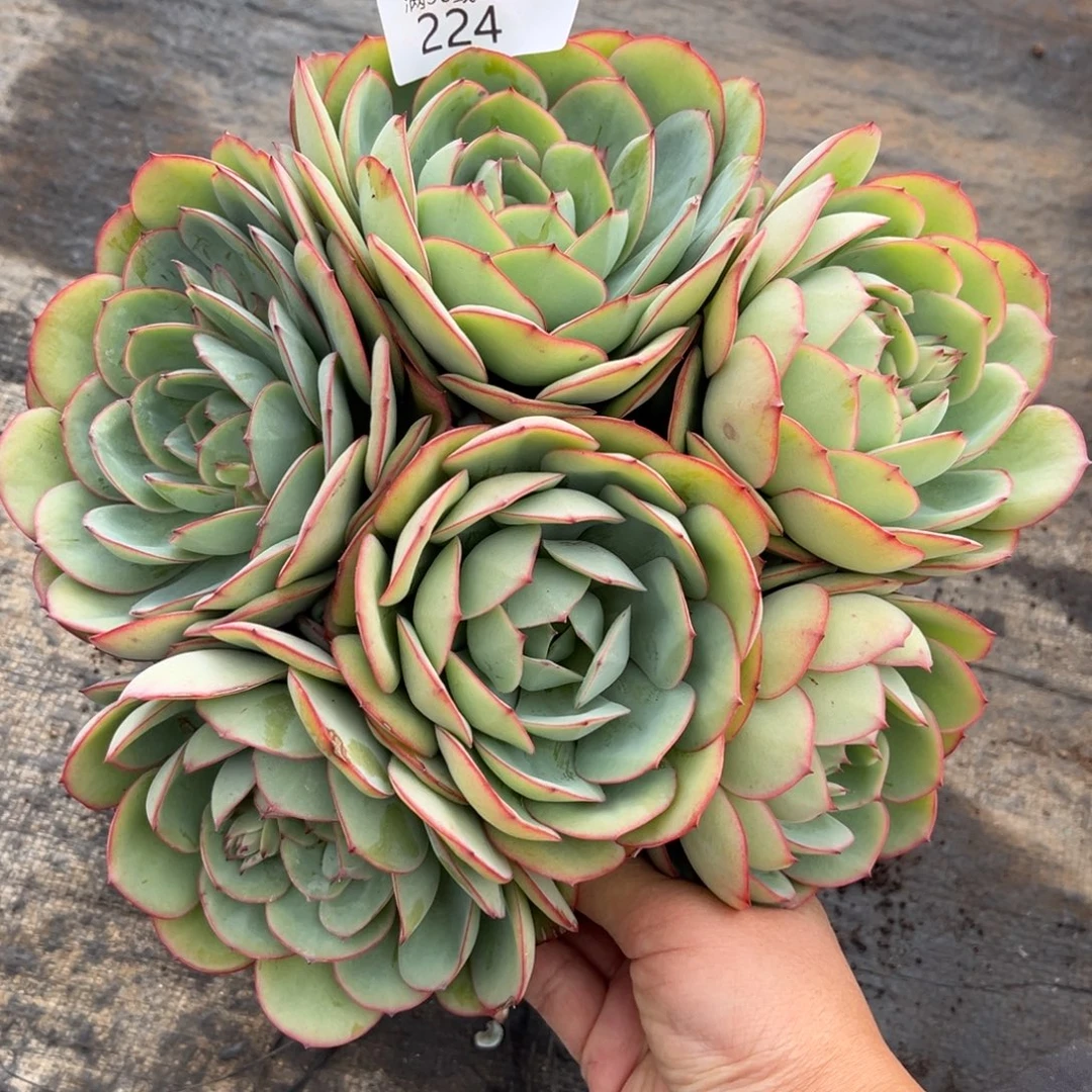 224牡丹亭群多肉植物