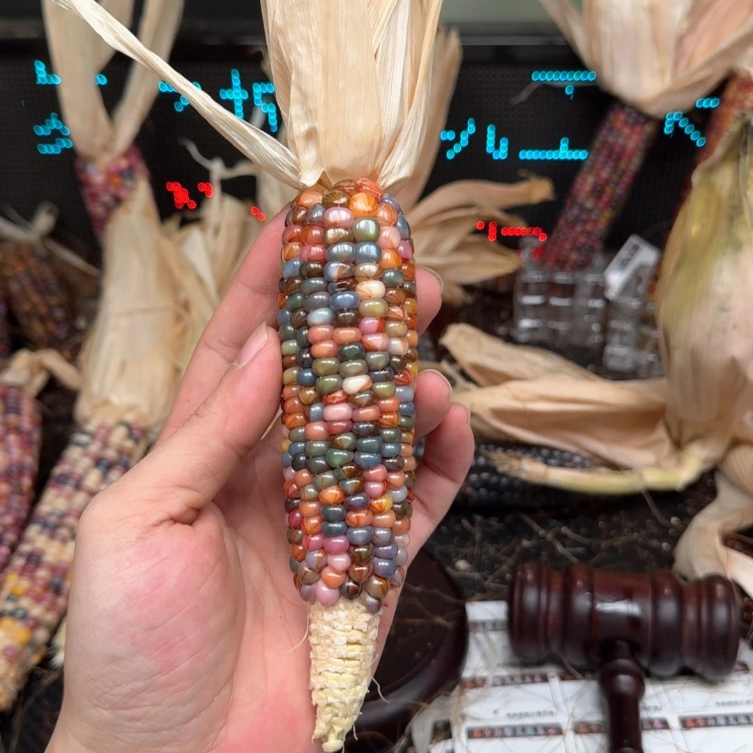 柏香籽/百香籽吊坠半**诺