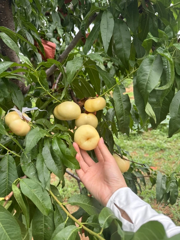 正宗蒙阴奶油蜜桃