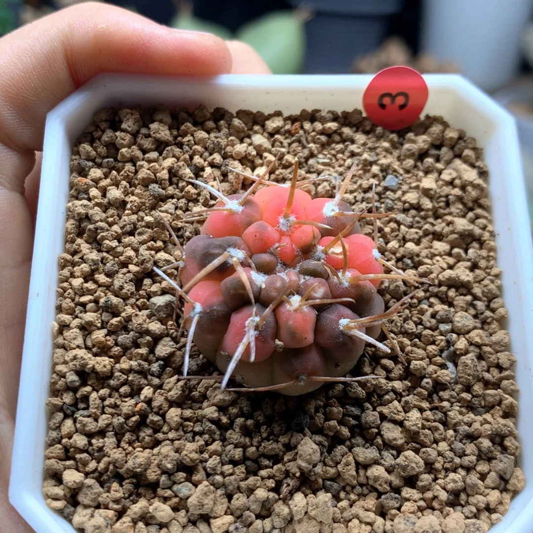 自根怪龙丸锦带盆多肉