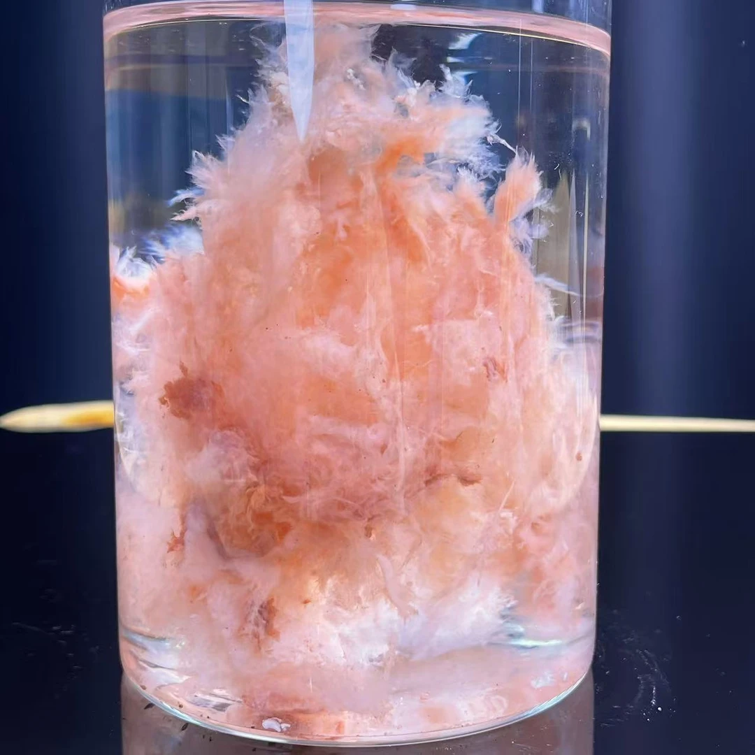 专拍---链接水灵惠太岁肉灵芝摆件净水神器