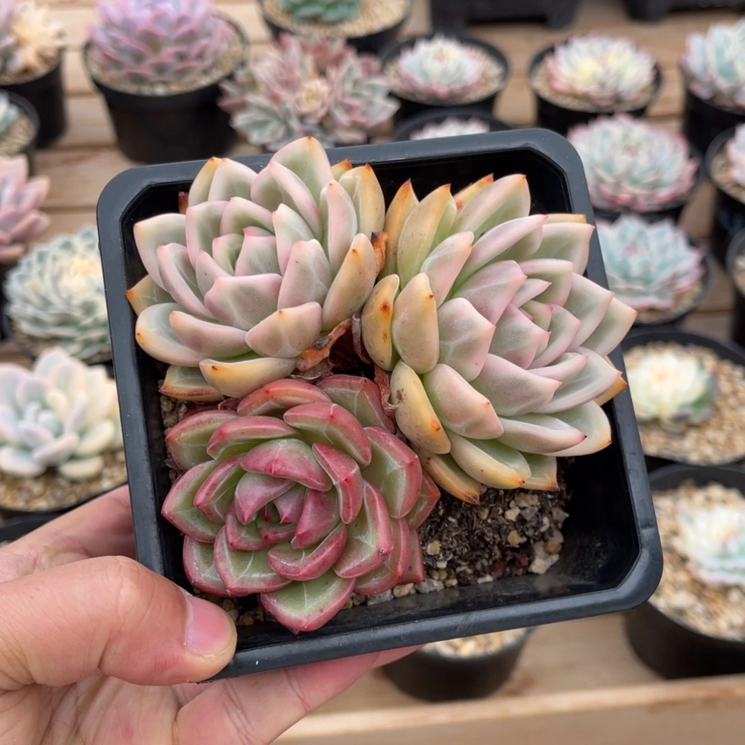 香槟锦三头有砍一物一拍