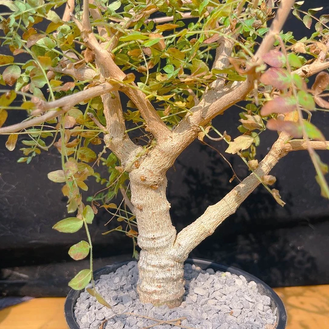 尼勒达乳香橄榄实生主干粗