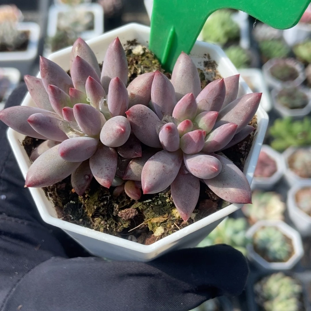 937虞美人多肉植物保护
