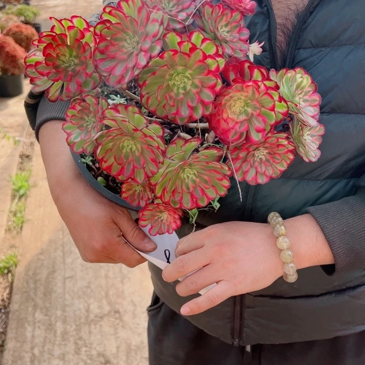 红铜二加伦39号多肉法师