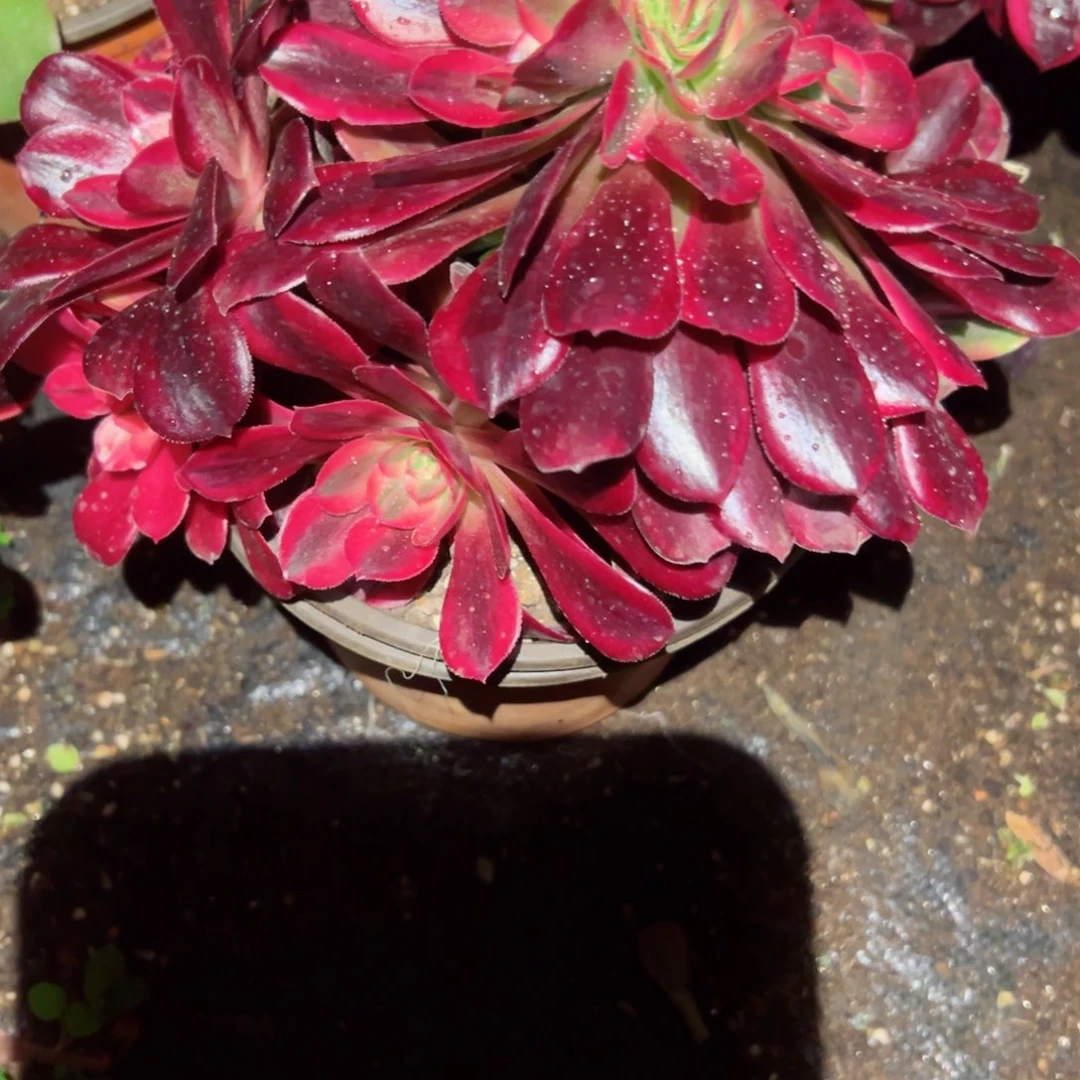 2208 号多肉植物法师