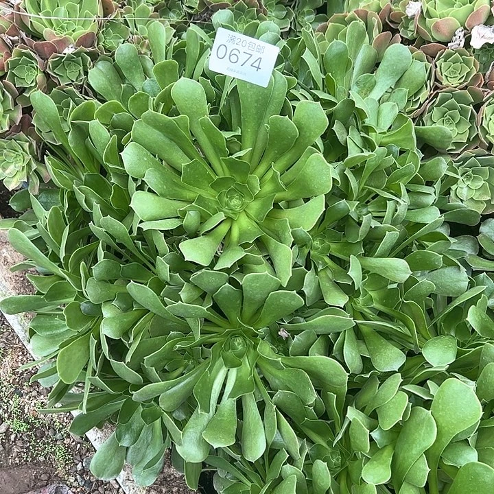 彭****0674韶秀多肉植物