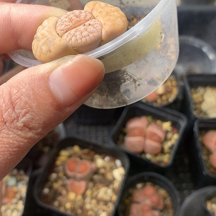 M213多肉植物保护研究所