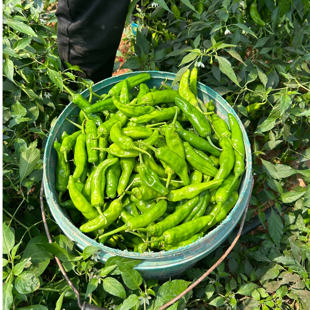 湖南茶陵畅销虎踞山辣椒！香辣下饭农家自种每天现摘现发店铺销冠