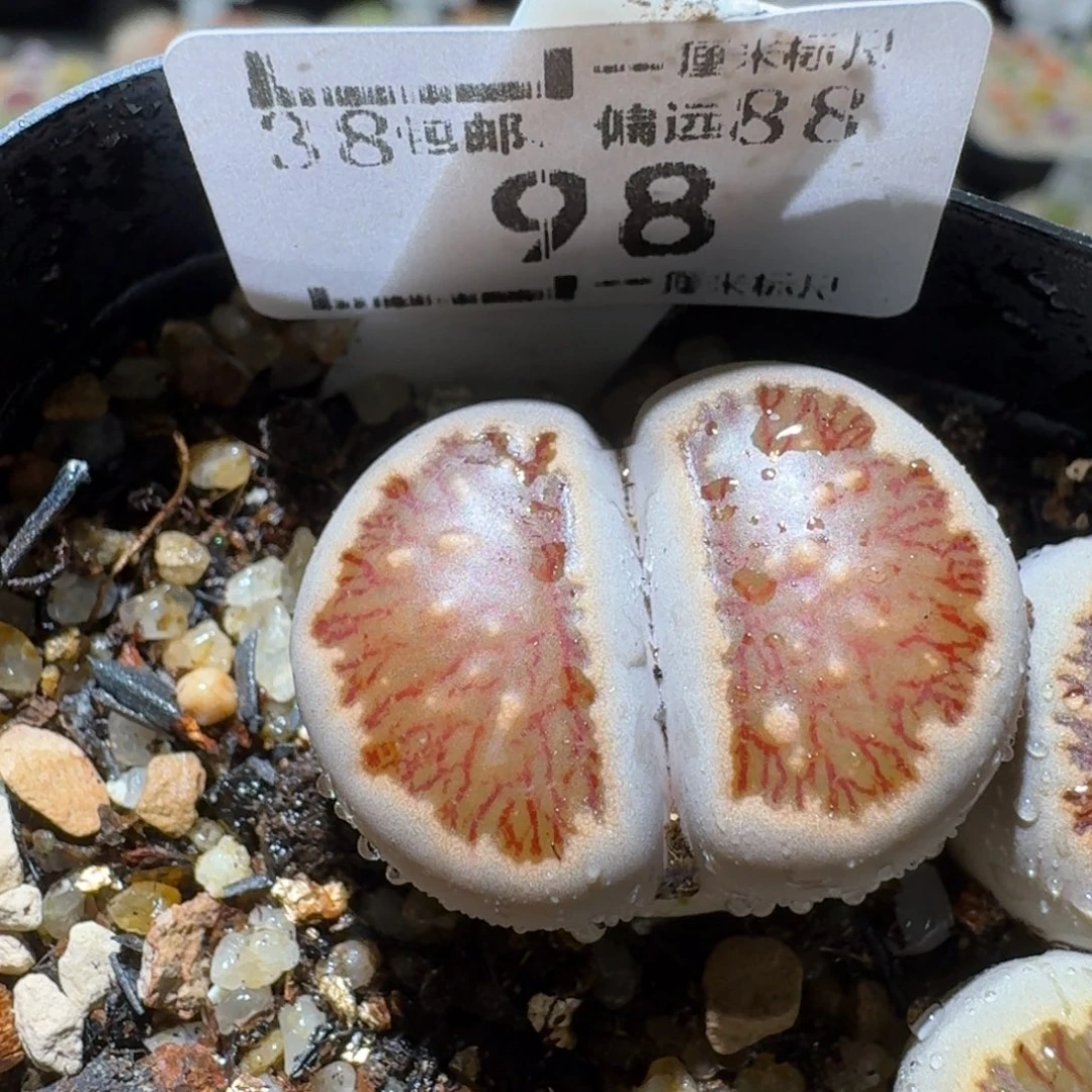 Sssss精品清仓价98卡2.4