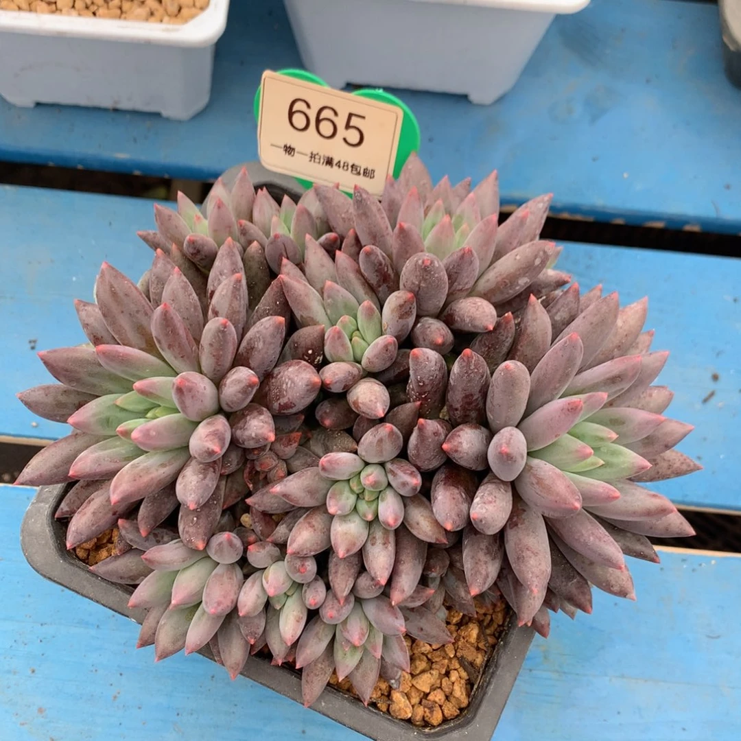 红蜻蜓老桩无砍平头665