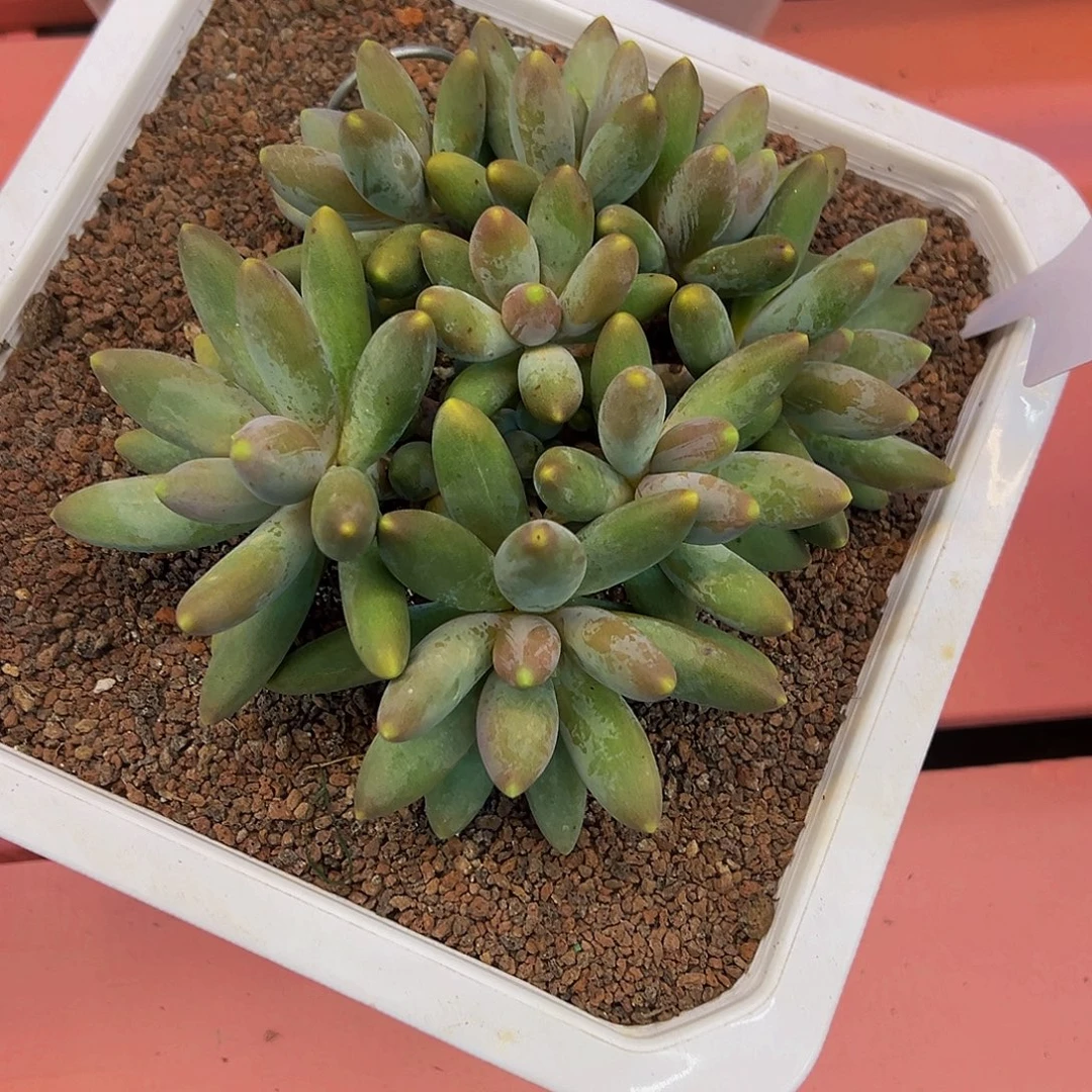 啊***y烟花一颗肉肉看看看看