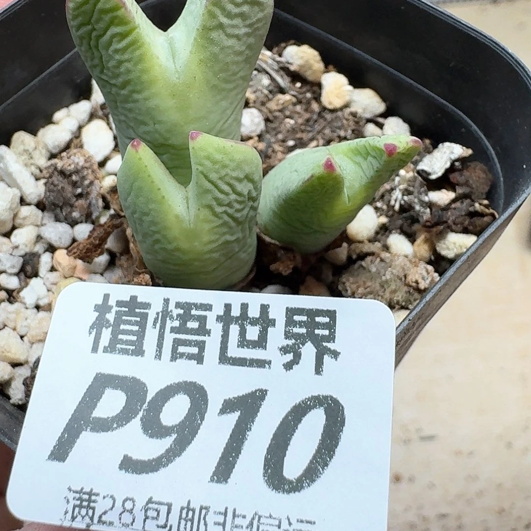 多肉植物的润泽地方