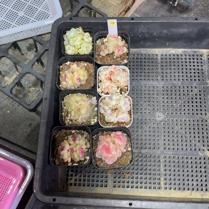 咕***～73一筐8颗多肉