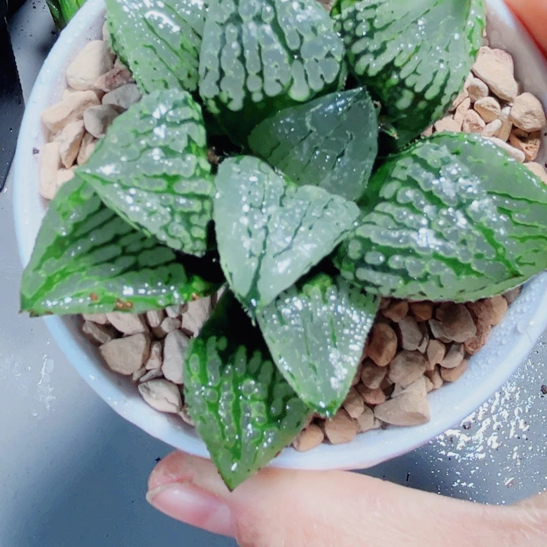 马丽丽女王多肉植物