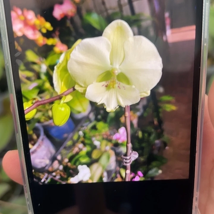 当前无花栽培后可以开花幻境2.8根少