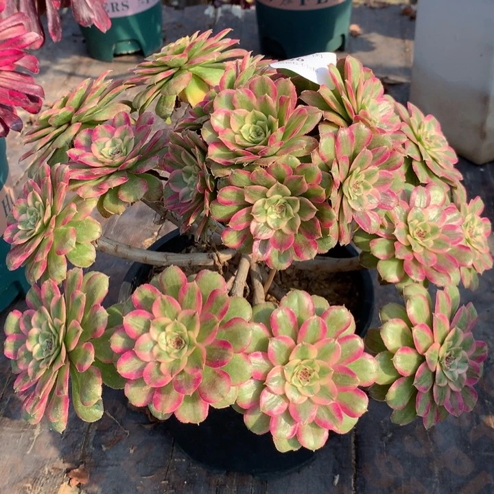 阿*桃196糖衣炮弹多肉植物