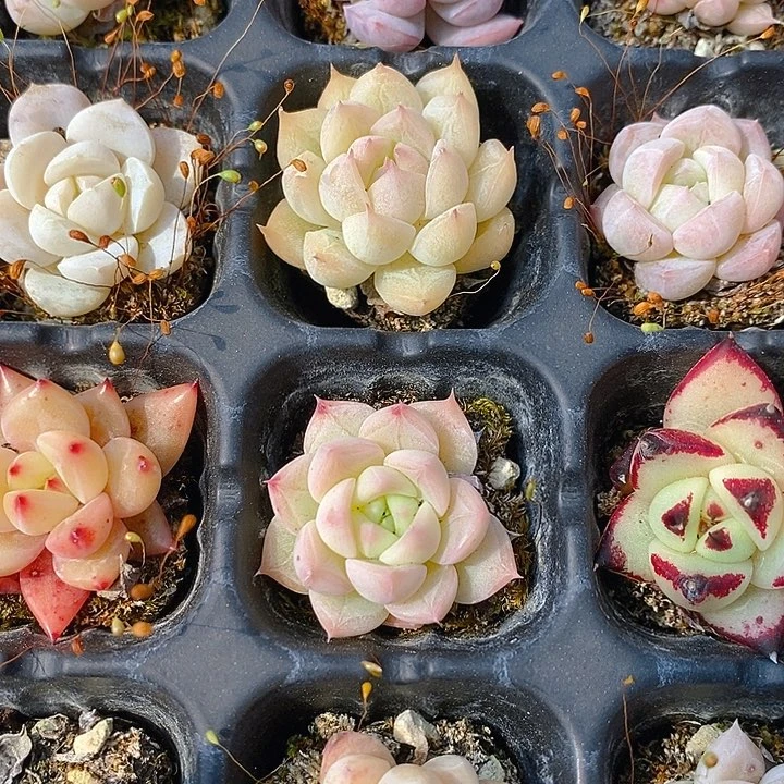 139 多肉植物盆栽花卉植物