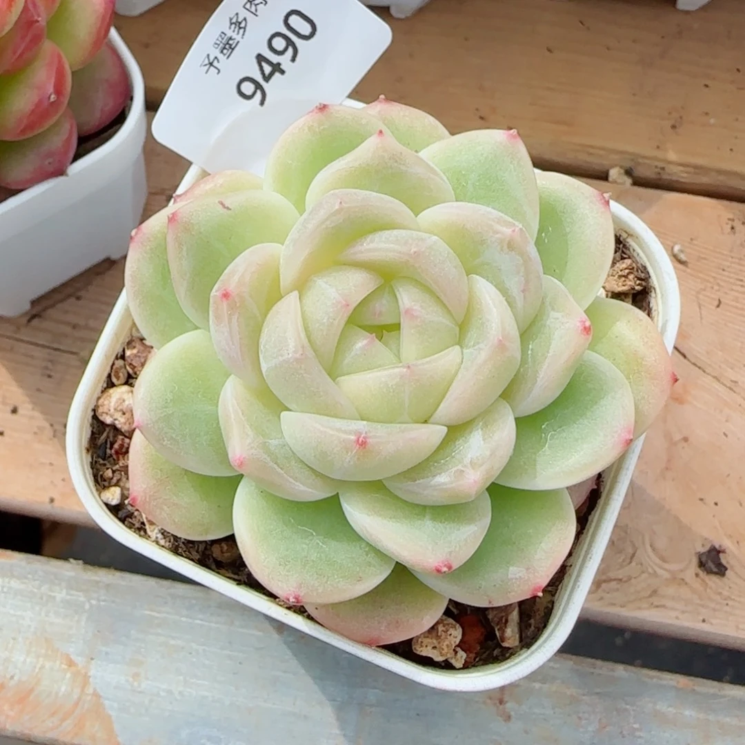 白体珍妮，9490多肉植物