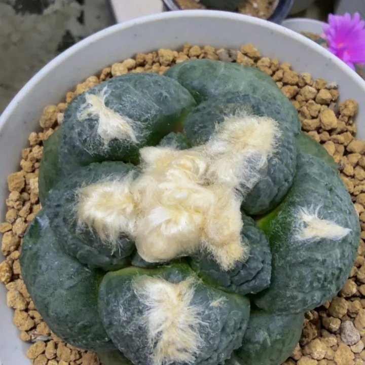 大型圆尤蓝色连山