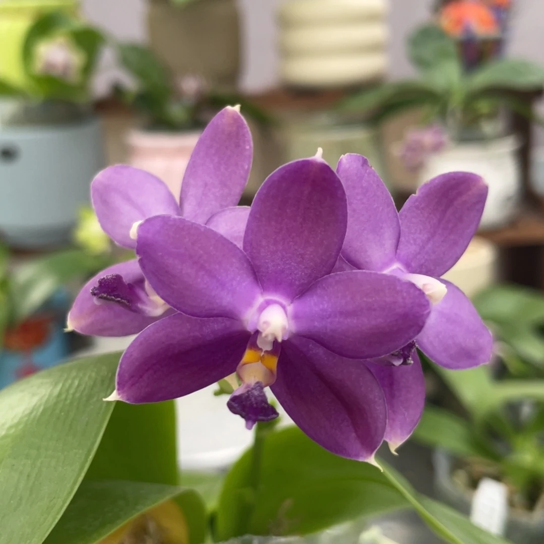 完全开放鱼鱼交蓝鸟，2.5杯开花株