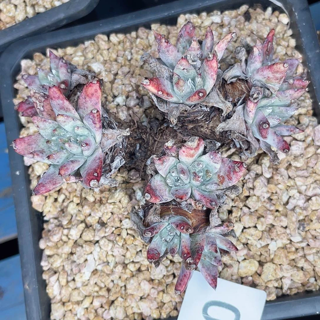 白菊苹果叶老桩6930