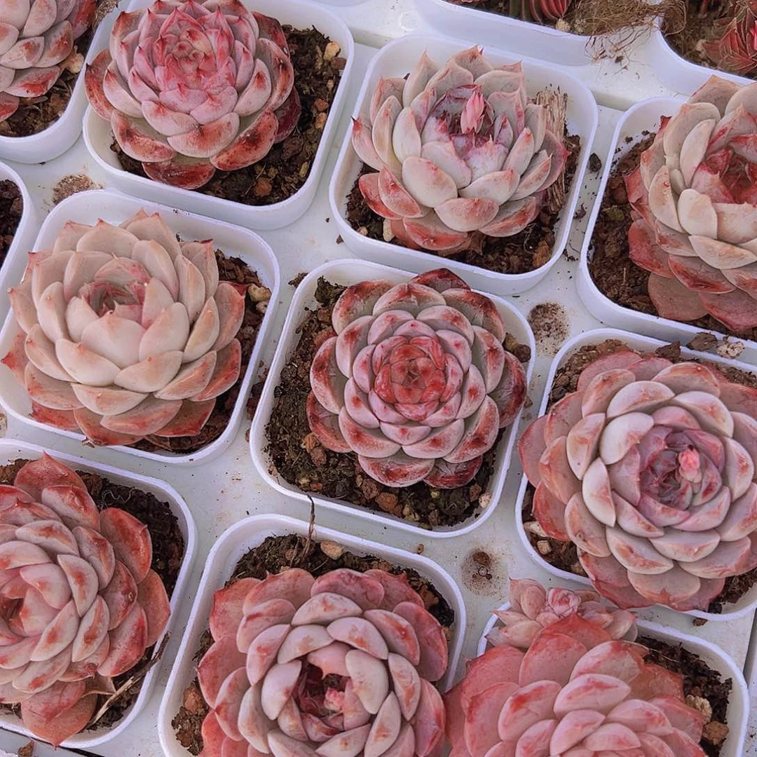 梦一珍妮19包邮多肉