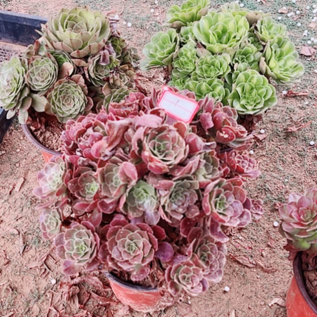 【闪购商品】无花朵1万拉丝，荷兰玫瑰，粉粹琉璃