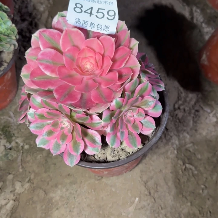 8459女巫多肉植物