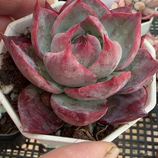 66 一物一拍多肉