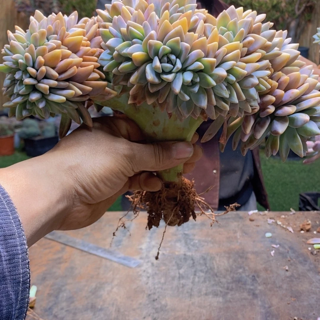 自*。161号淡雪缀多肉