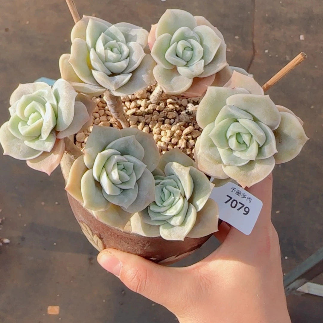 可爱玫瑰无砍，7079多肉植物