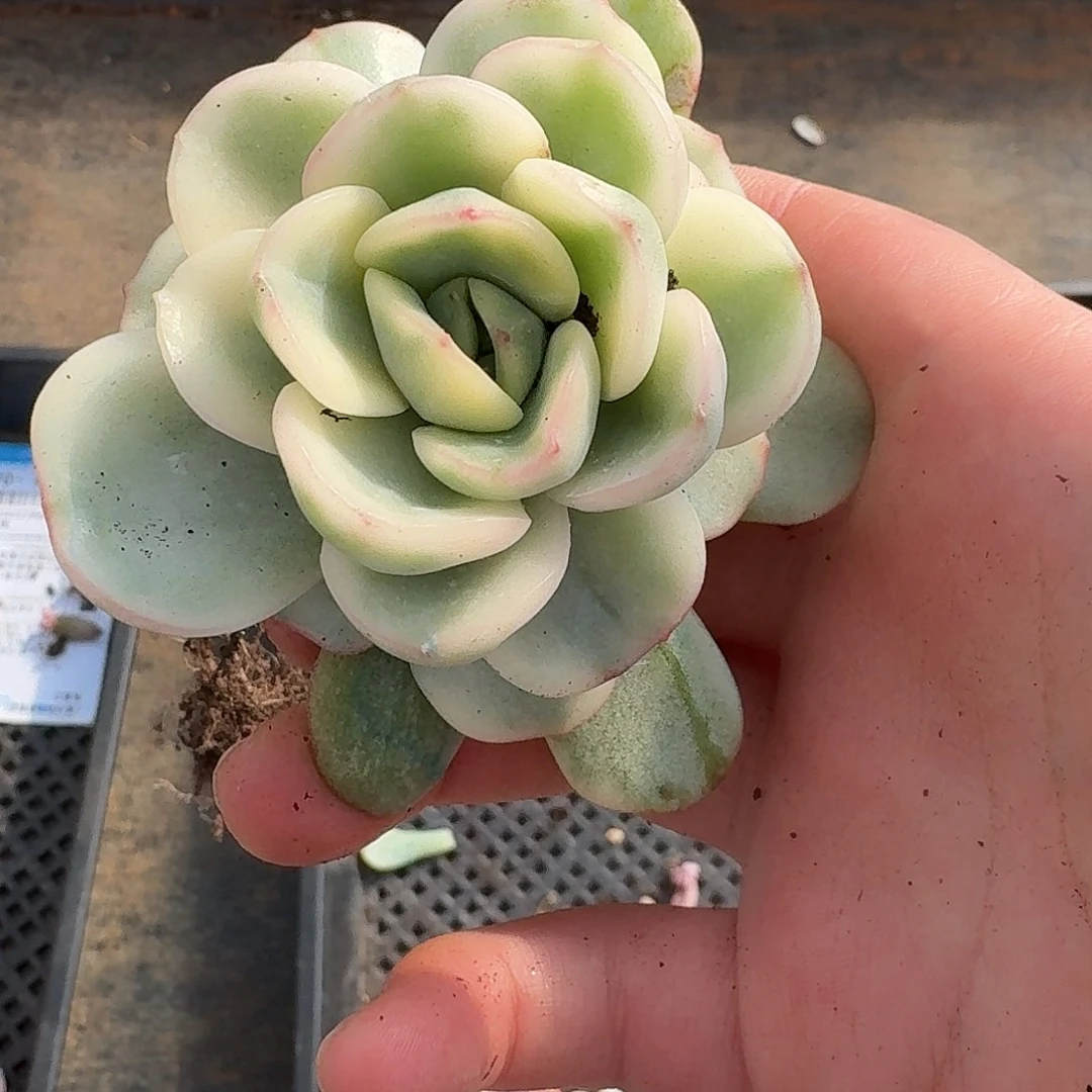 友谊锦一物一拍好看