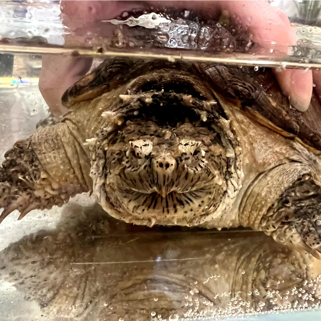 14.6全品佛鳄龟包邮包活