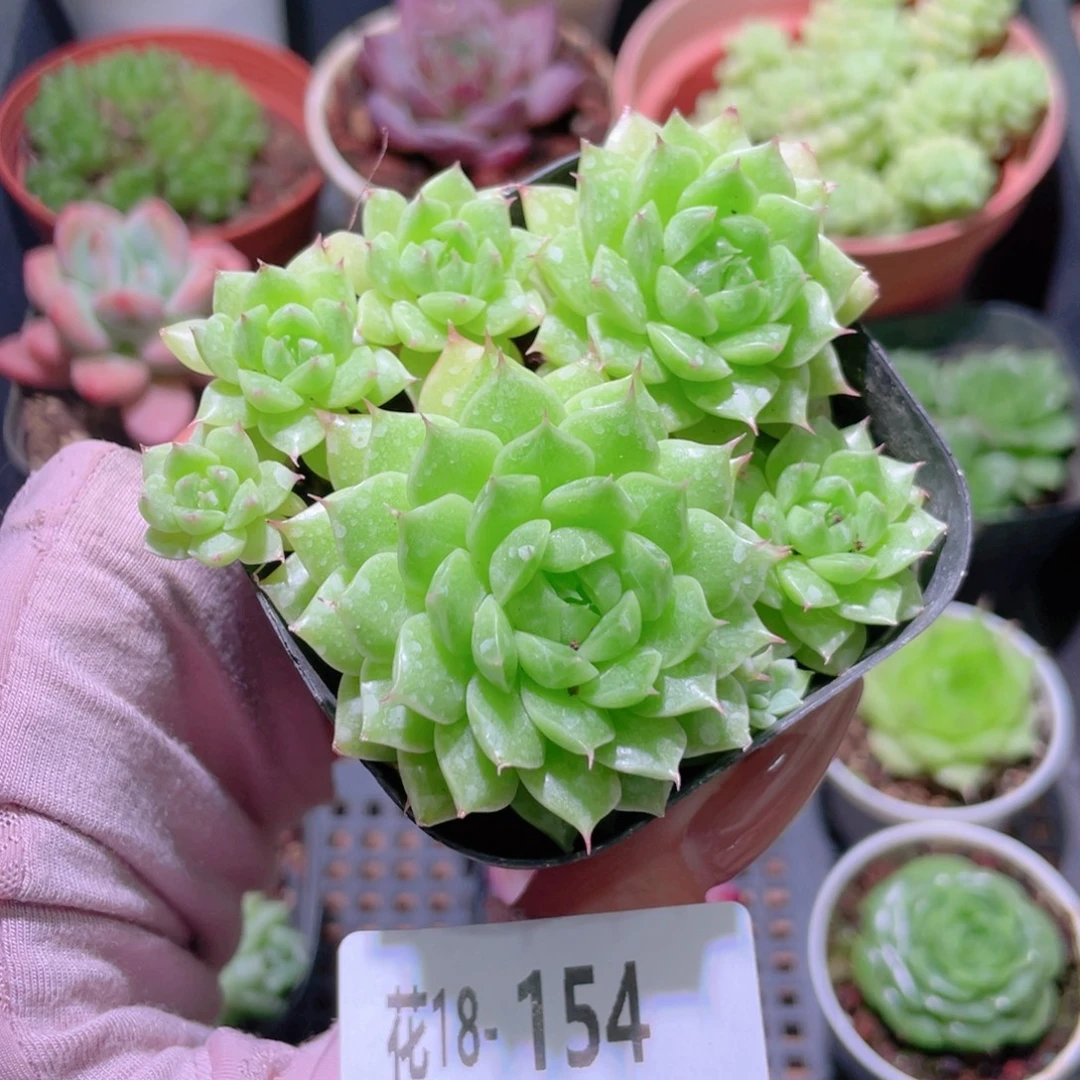 花利美18-154海王优选