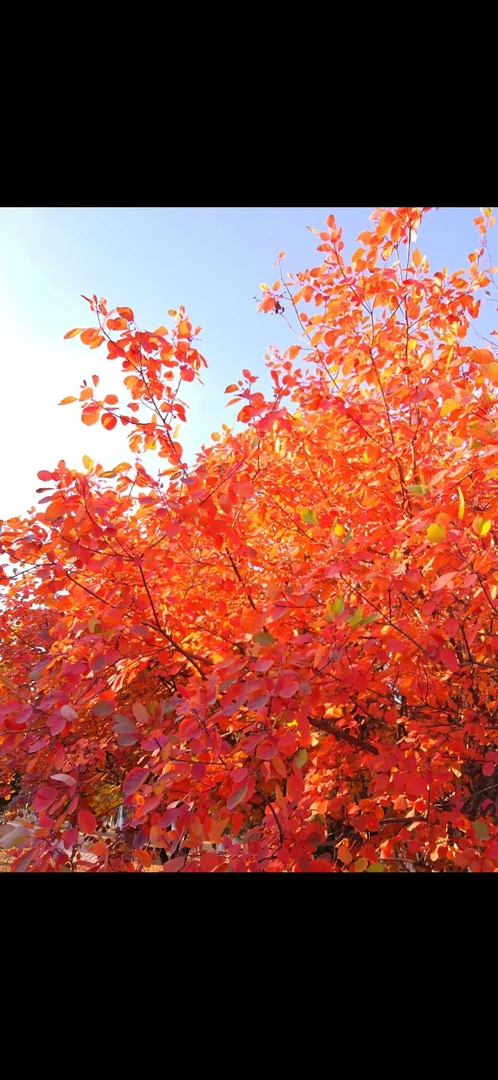 黄栌直播链接 偏远地区不包邮