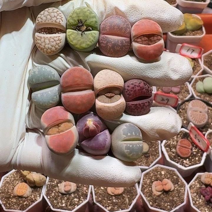 生石花2333:：：。  130