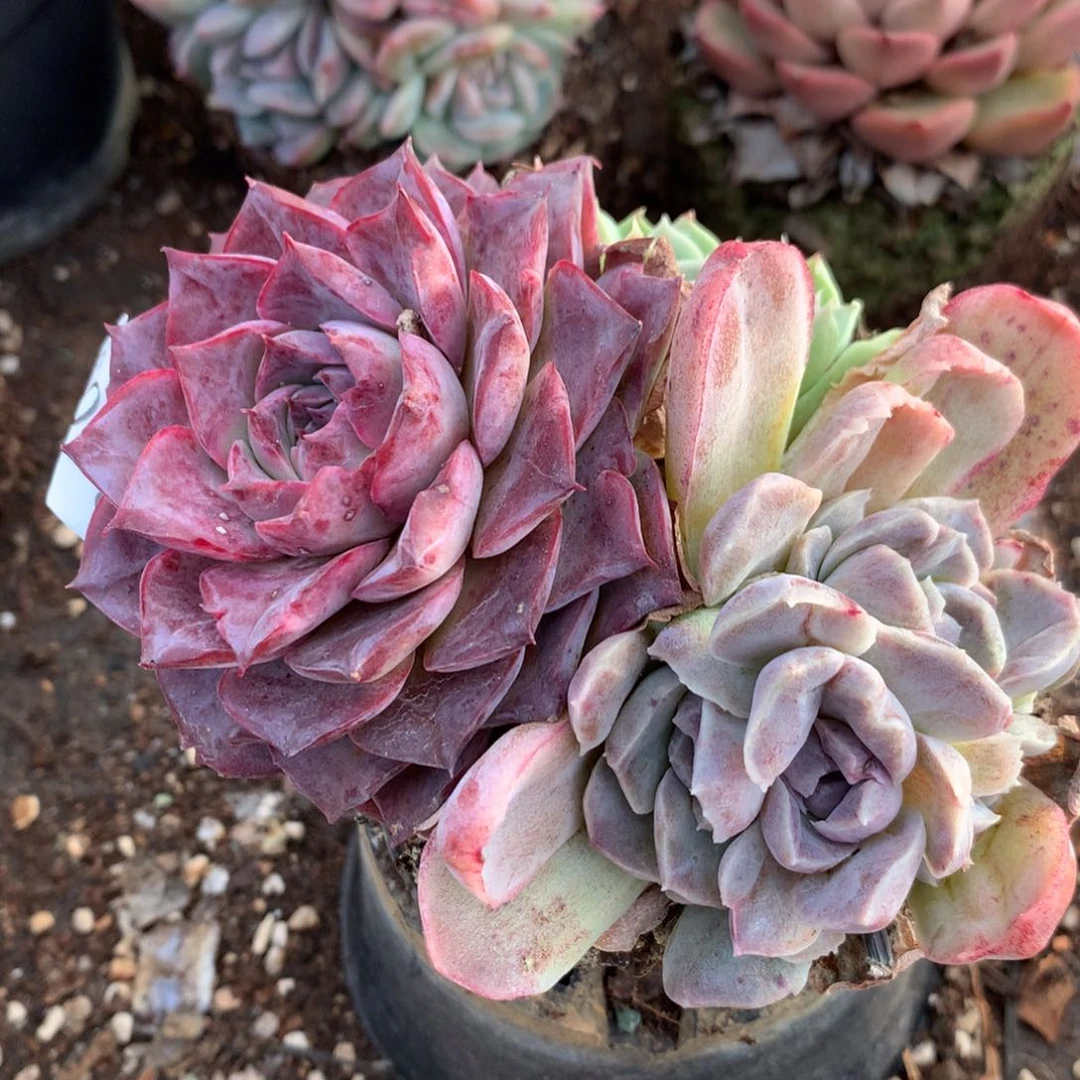 2209散群特价处理