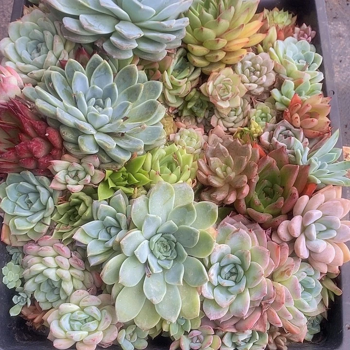 27 多肉植物盆栽花卉植物