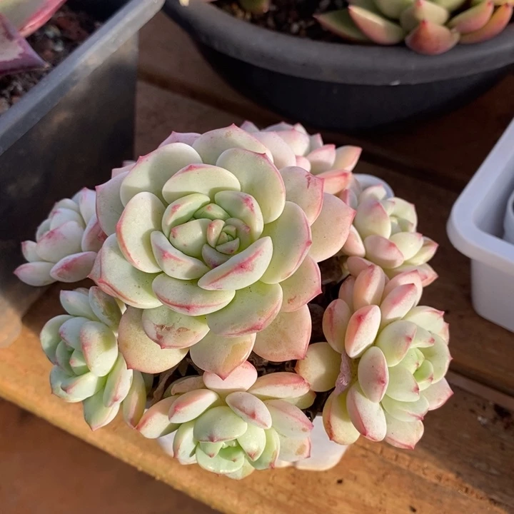 D904- 直播福利 香草