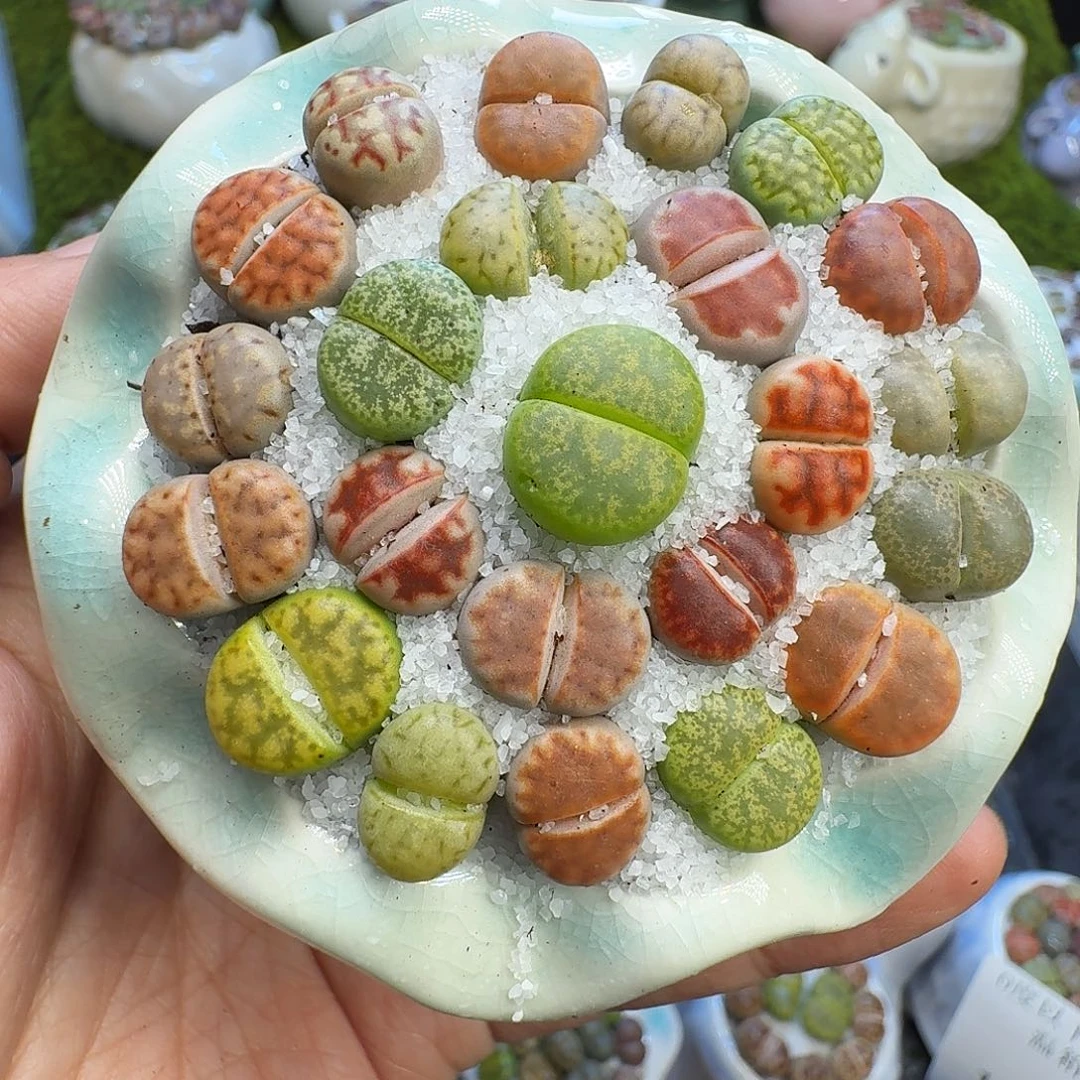 多肉植物福利冲1108