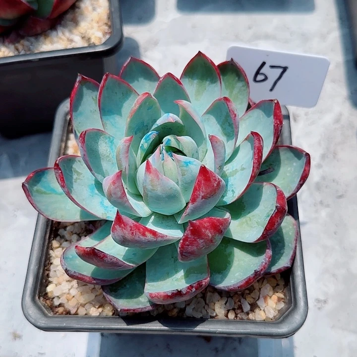 海**家惊鸿仙子多肉植物