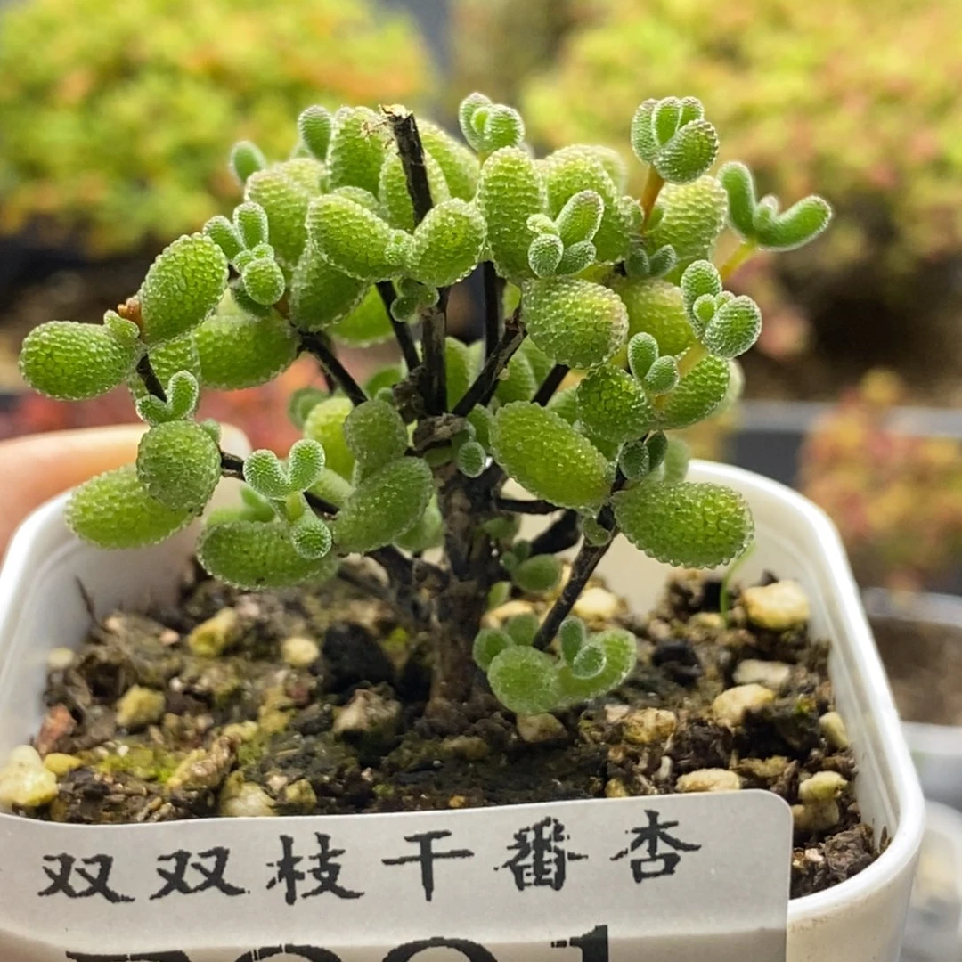 291翡翠。